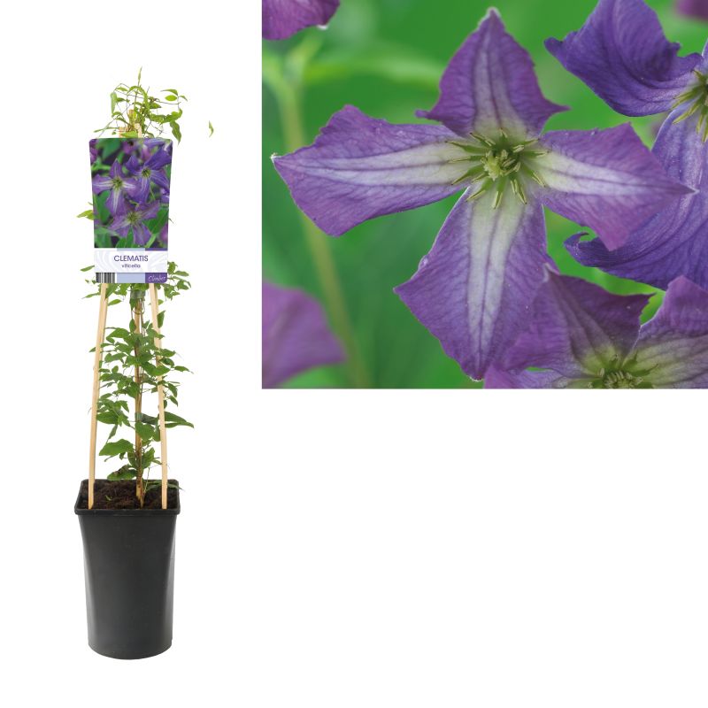 Clematis viticella