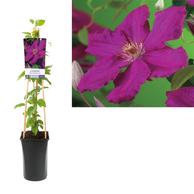 Clematis Ernest Markham