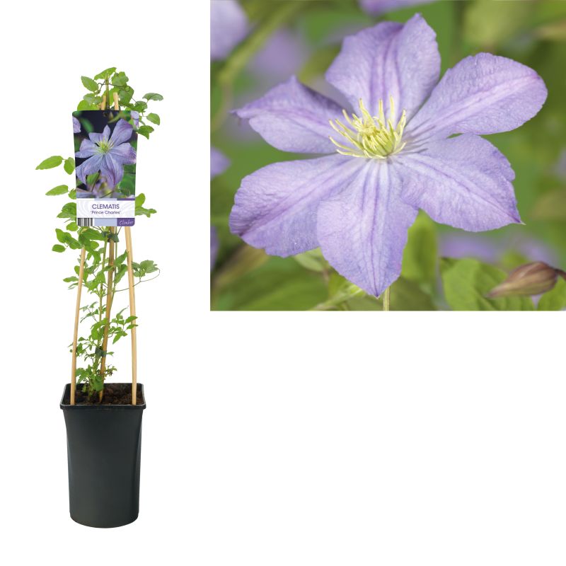 Clematis Prince Charles