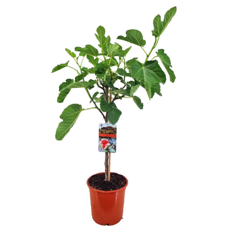 Ficus carica