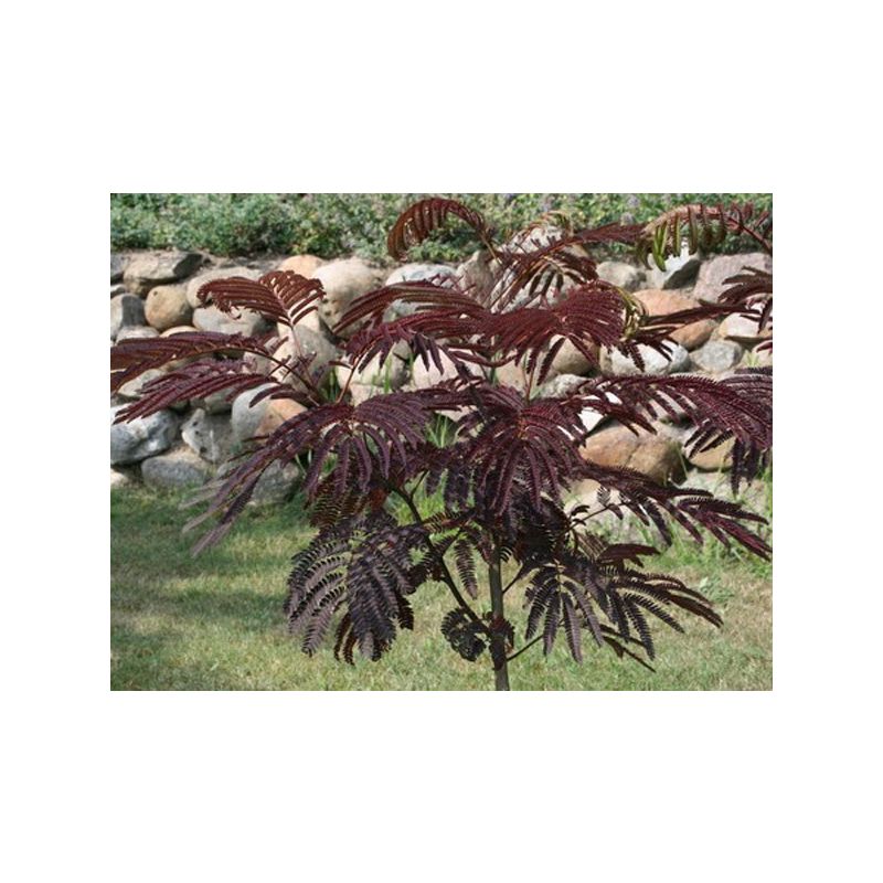 Albizia Julibrissin Summer Chocolate