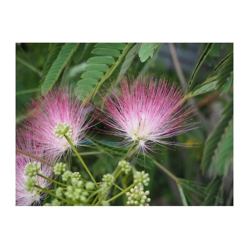 Albizia Julibrissin