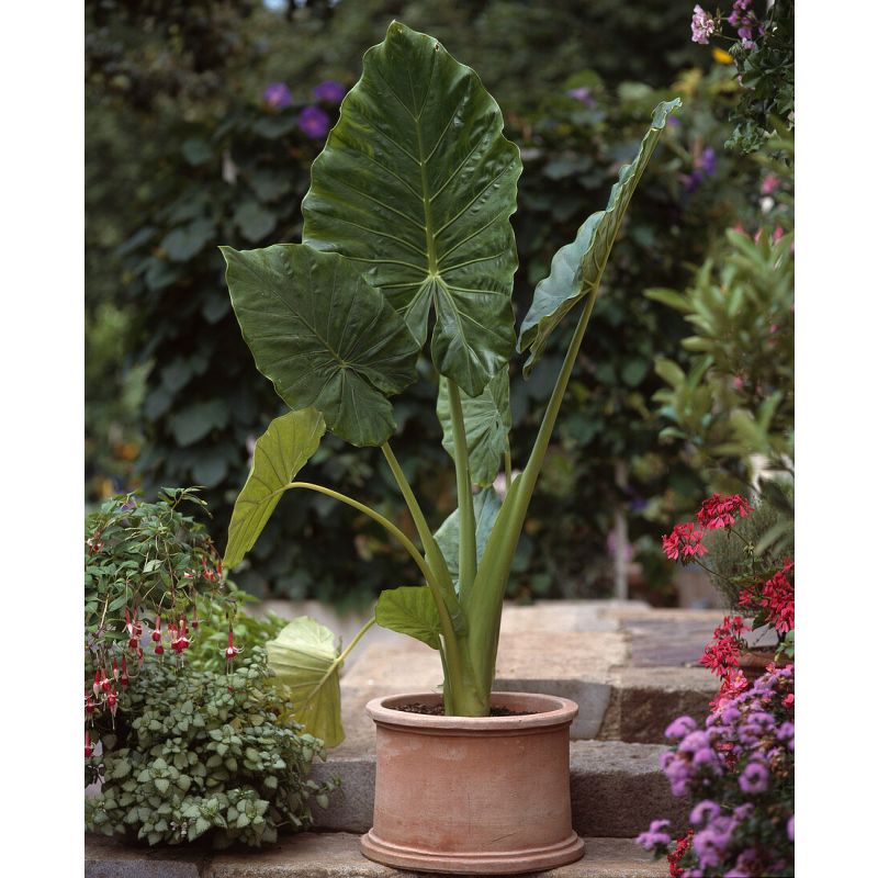 Alocasia