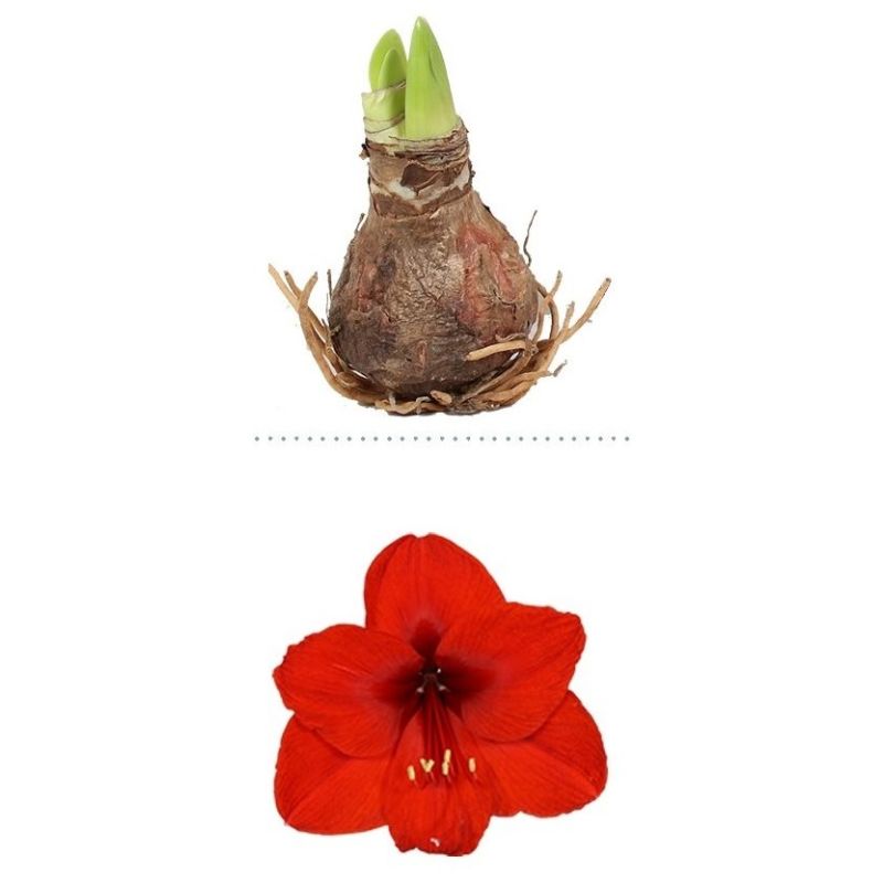 Amaryllis Bol Rood