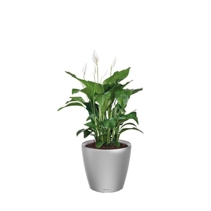 Spathiphyllum in watergevende Classico zilver