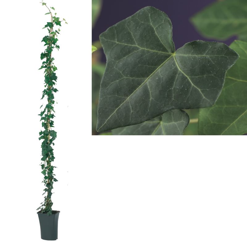 Hedera hibernica