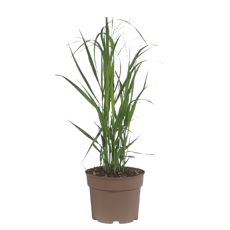 Panicum virgatum 'Heavy Metal'