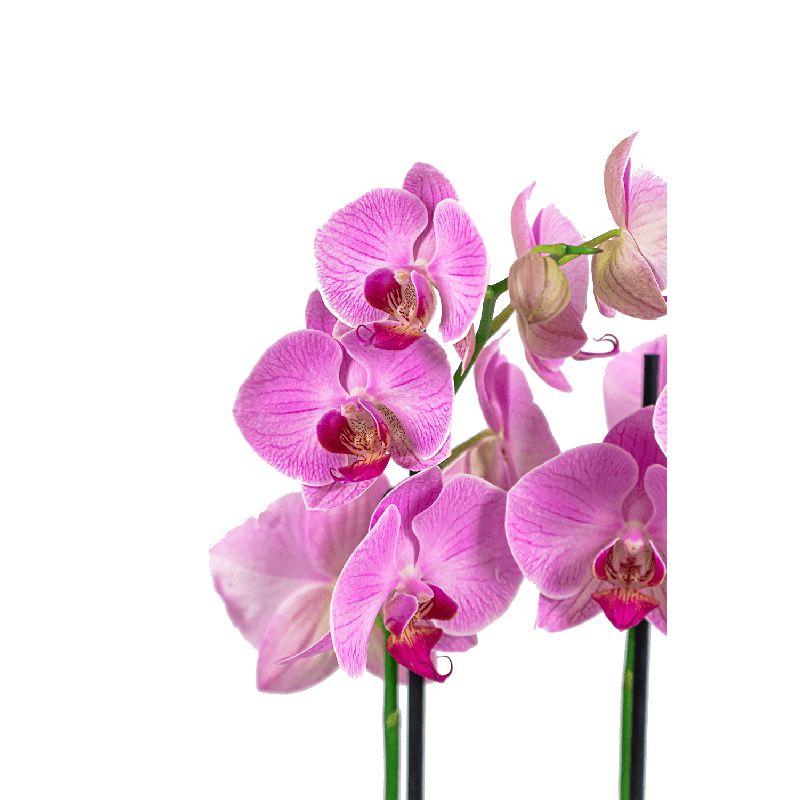 Phalaenopsis roze