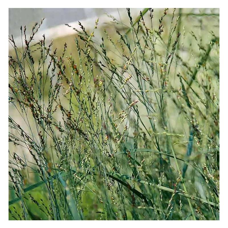 Panicum virgatum 'Heavy Metal'