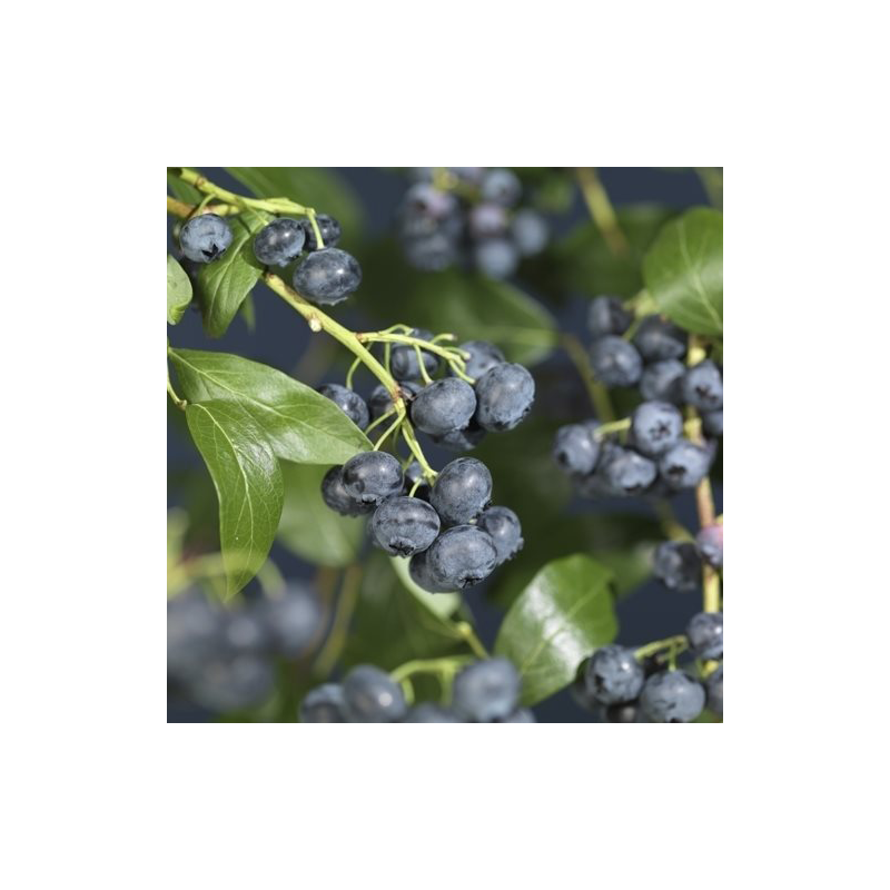 Vaccinium corymbosum 'Jersey'