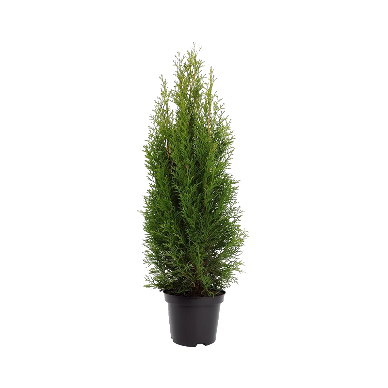 Thuja occidentalis 'Smaragd'