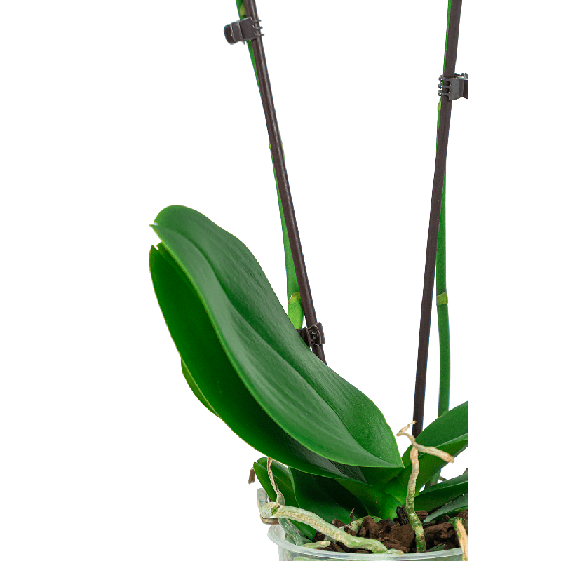 Phalaenopsis wit