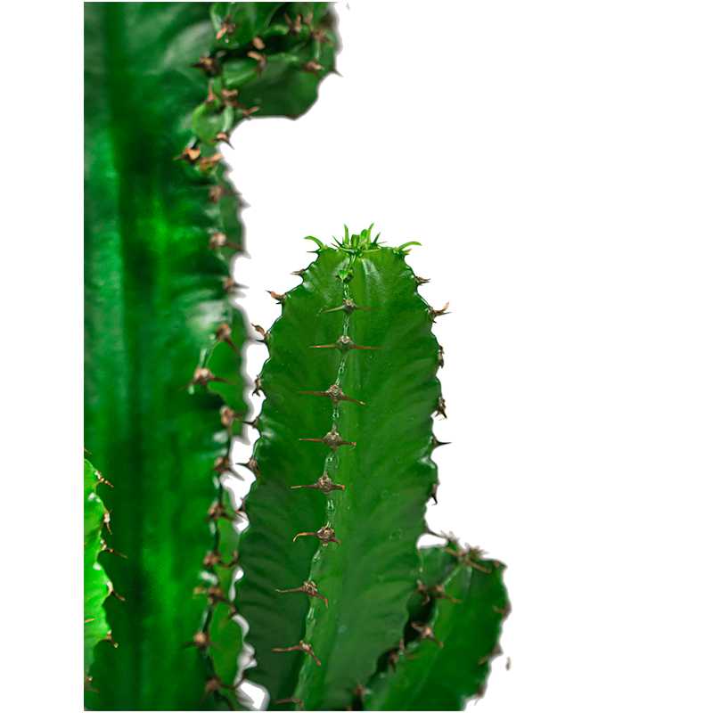 Euphorbia Eritrea