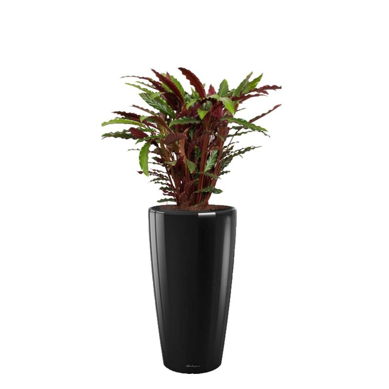 Calathea Rufibarba in watergevende Rondo zwart