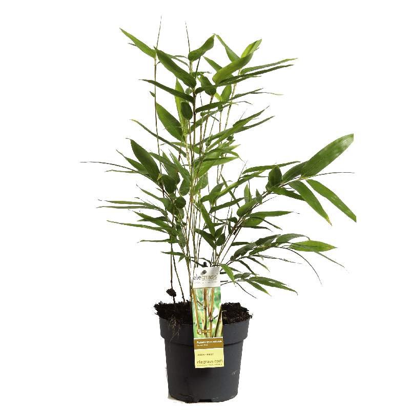 Phyllostachys aureosulcata 'Aureocaulis'