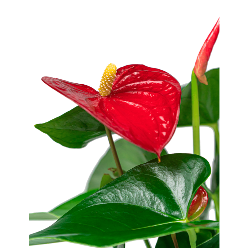 Anthurium rood in Vera pot 