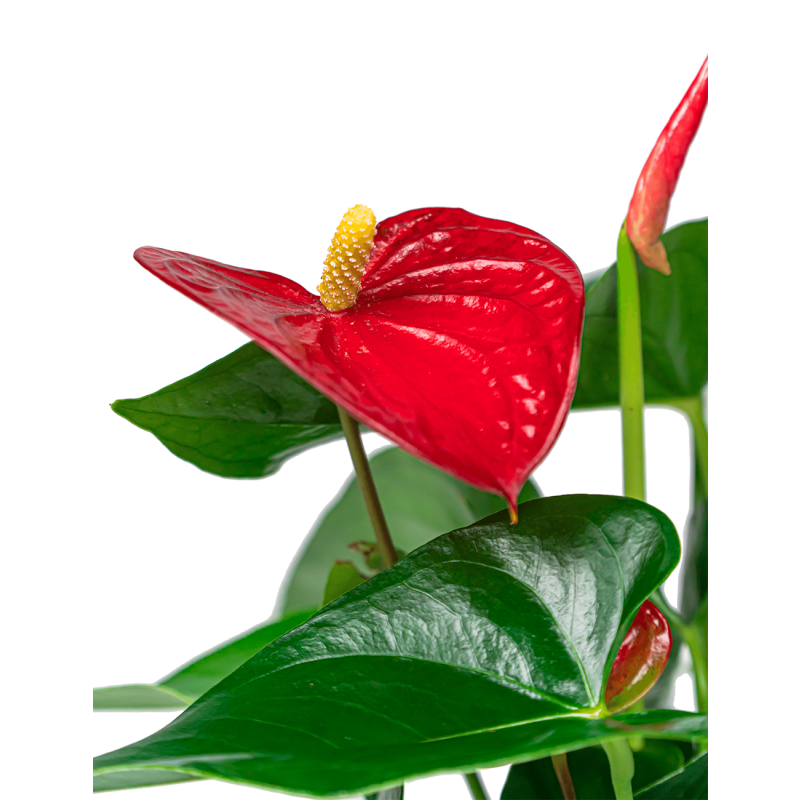 Anthurium rood in Vera pot