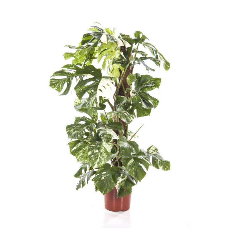 Monstera Deliciosa Variegata