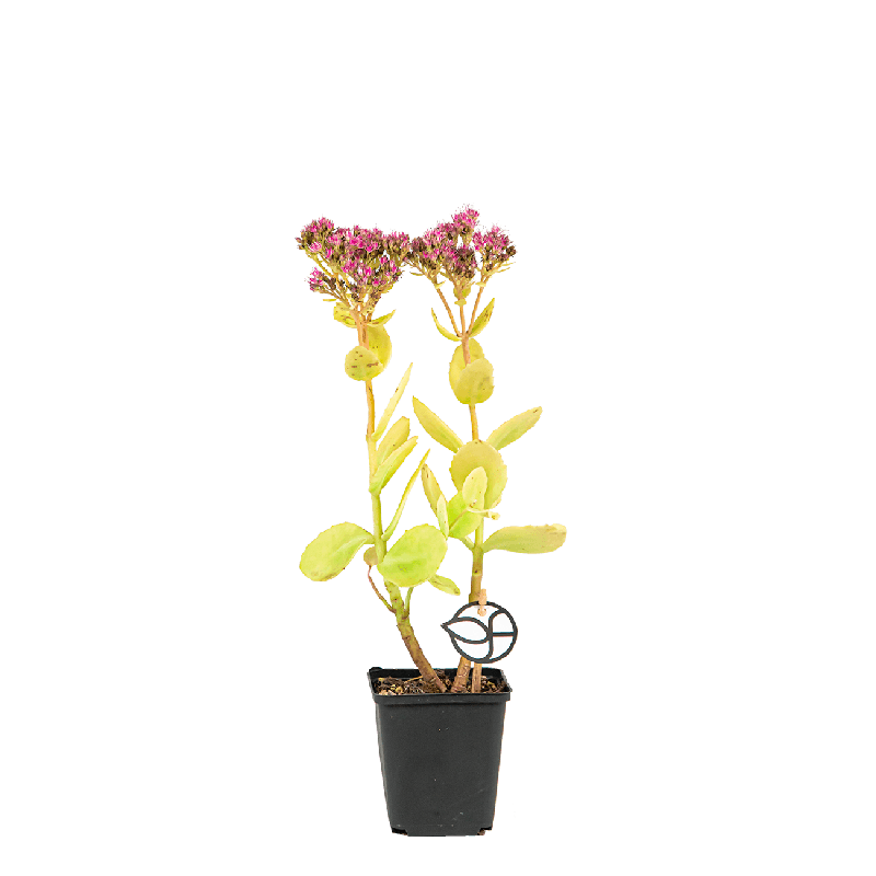Sedum spectabile 'Rosenteller'