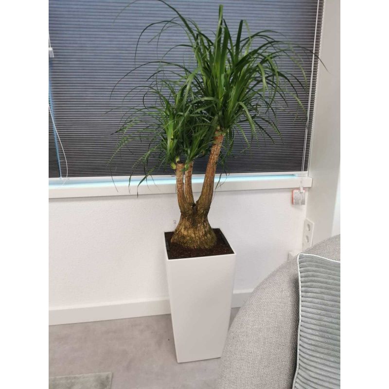 Beaucarnea in watergevende Cubico wit