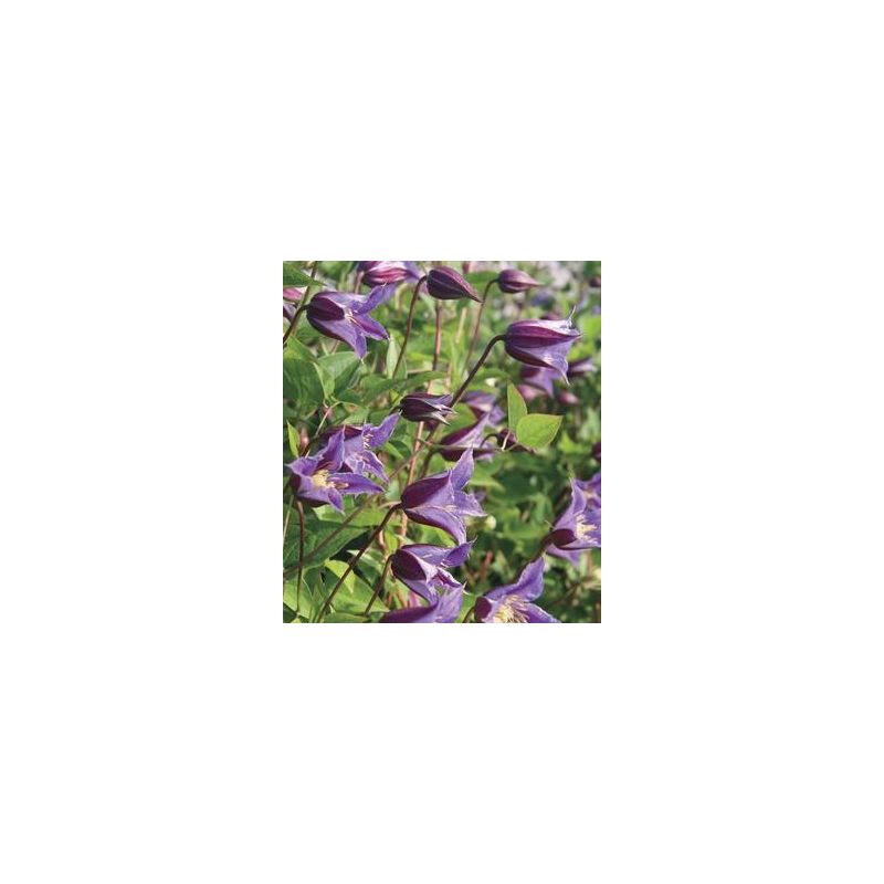 Clematis Prince William
