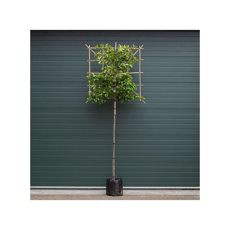 Prunus Lusitanica Tico - leiboom