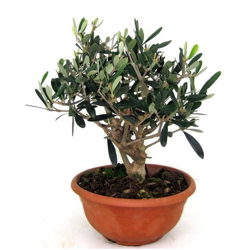 Olea Europaea mini bonsai
