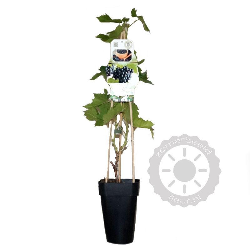Vitis vinifera 'Black Alicante' Blauwe druif