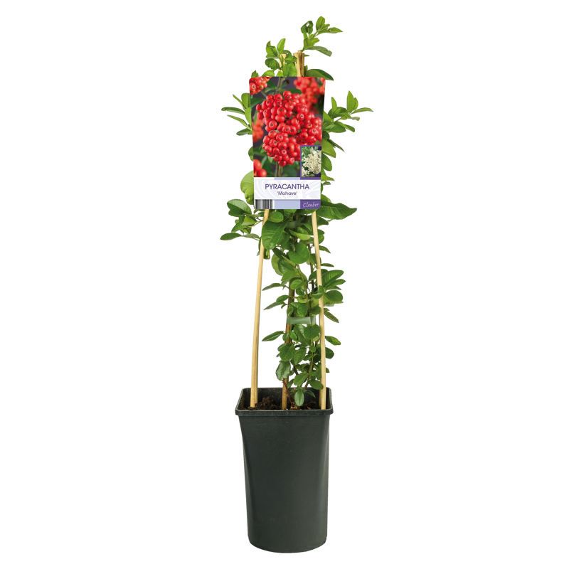 Pyracantha 'Mohave'