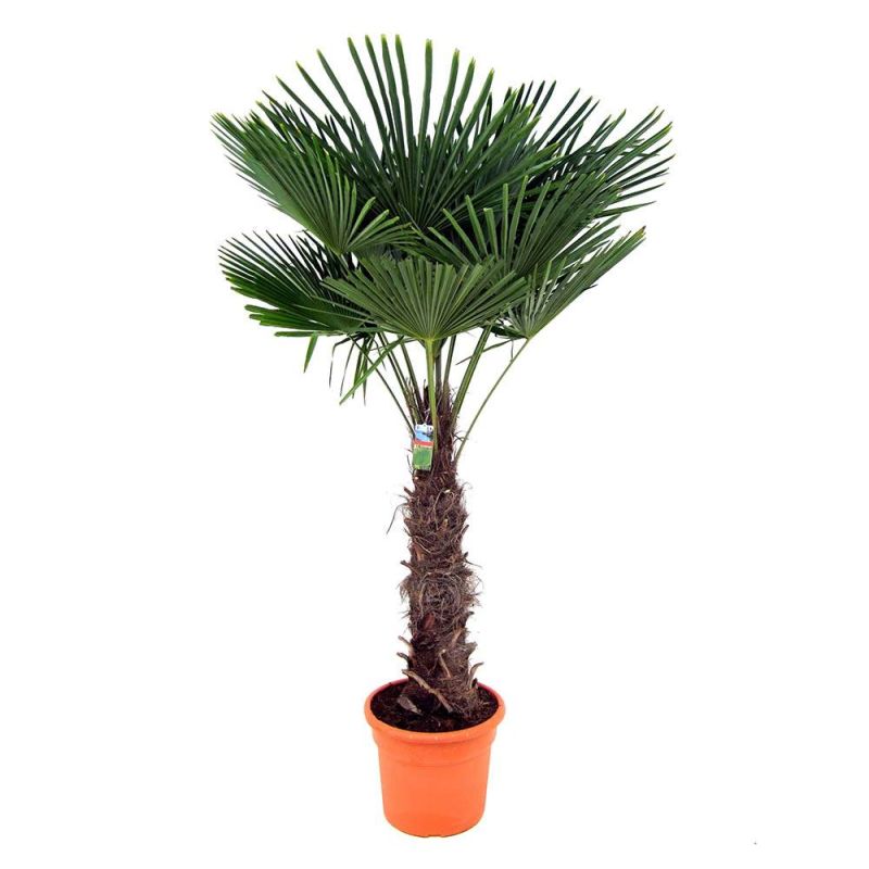 Trachycarpus Fortunei