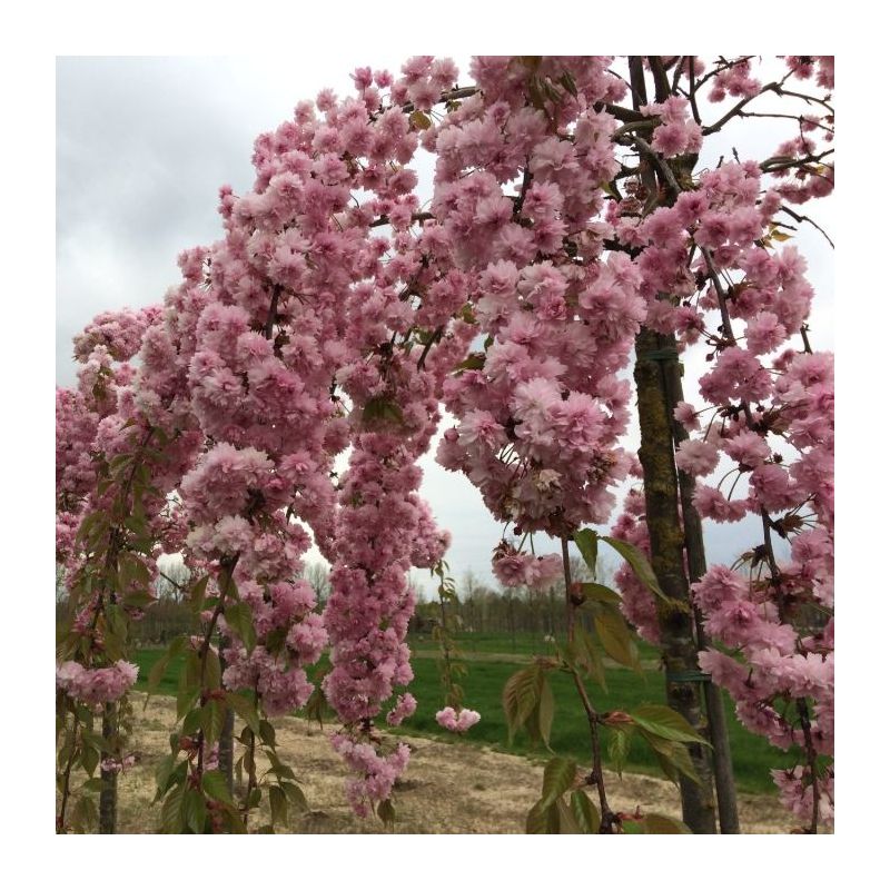 Prunus Serrulata Kiku-Shidare-Zakura