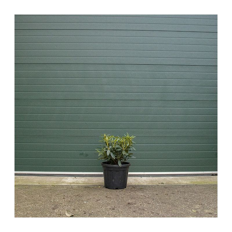 Rhododendron 'Cunningham's White'