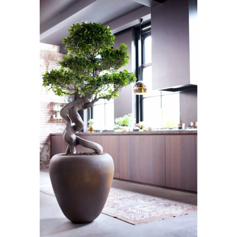 Ficus Microcarpa Ginseng
