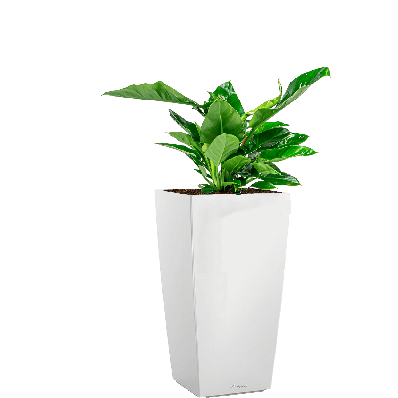 Philodendron Imperial Green in watergevende Cubico wit