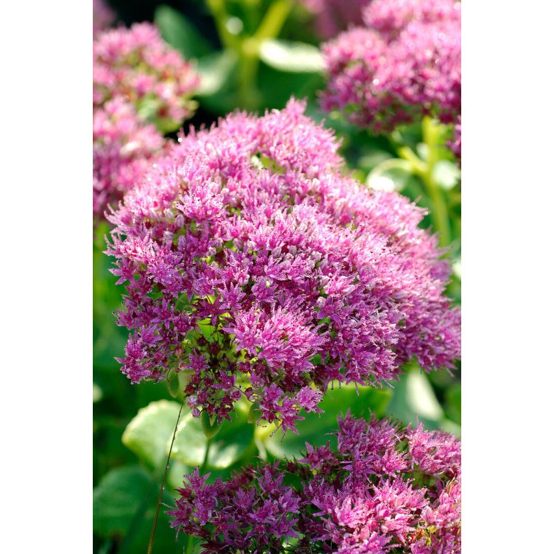 Sedum spectabile 'Rosenteller'