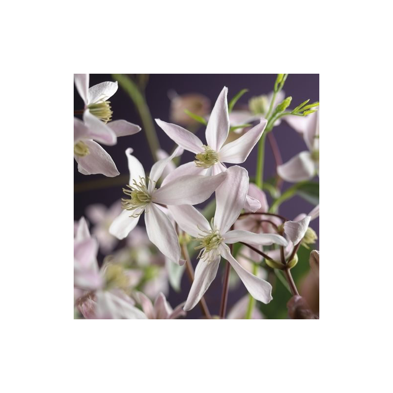 Clematis armandii Apple Blossom
