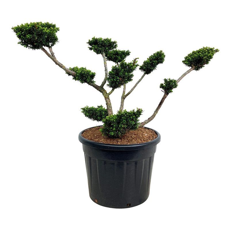 Taxus Cuspidata Nana - bonsai