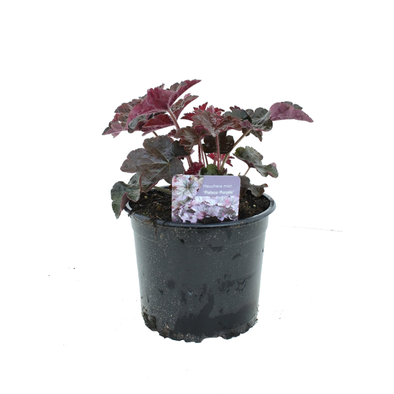 Heuchera 'Regina'