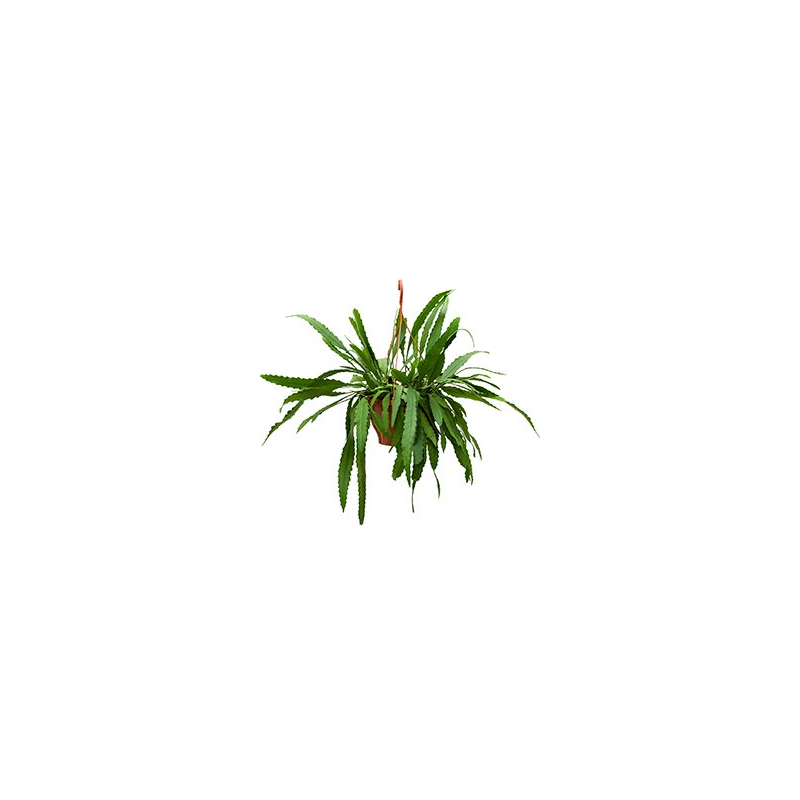 Lepisimum Houlletianum