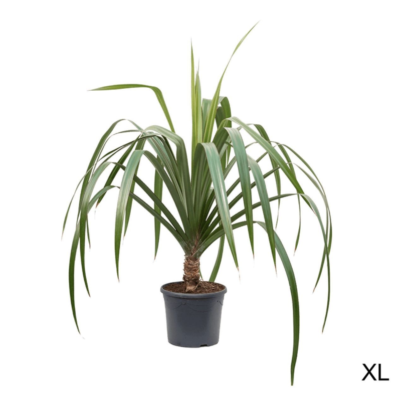 Pandana Utilis eenvoudig en snel online bestellen?