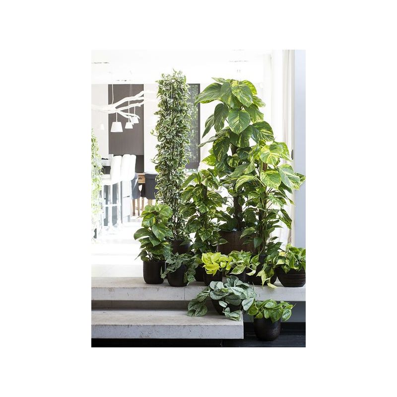 Scindapsus Epipremnum Aureum draadzuil