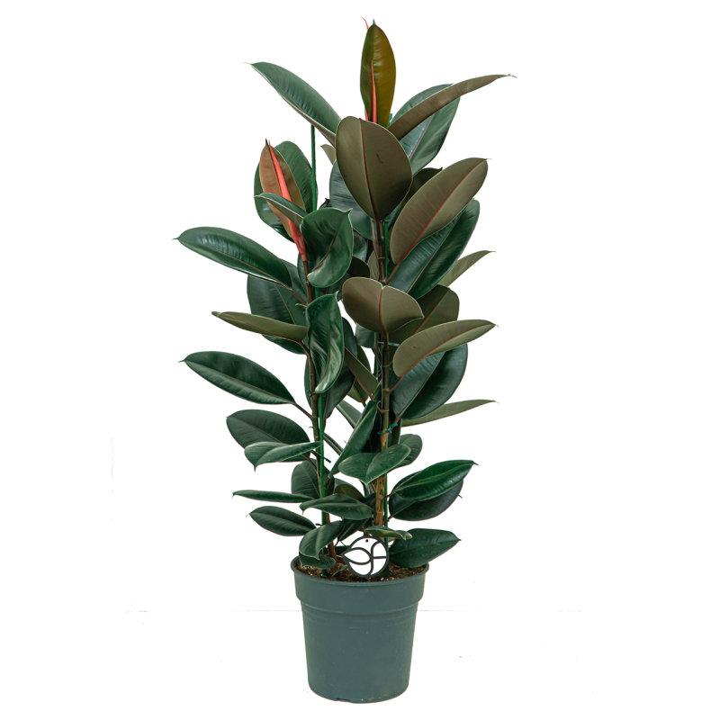 Ficus Elastica Abidjan