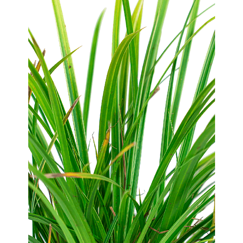 Carex morrowii 'Variegata'