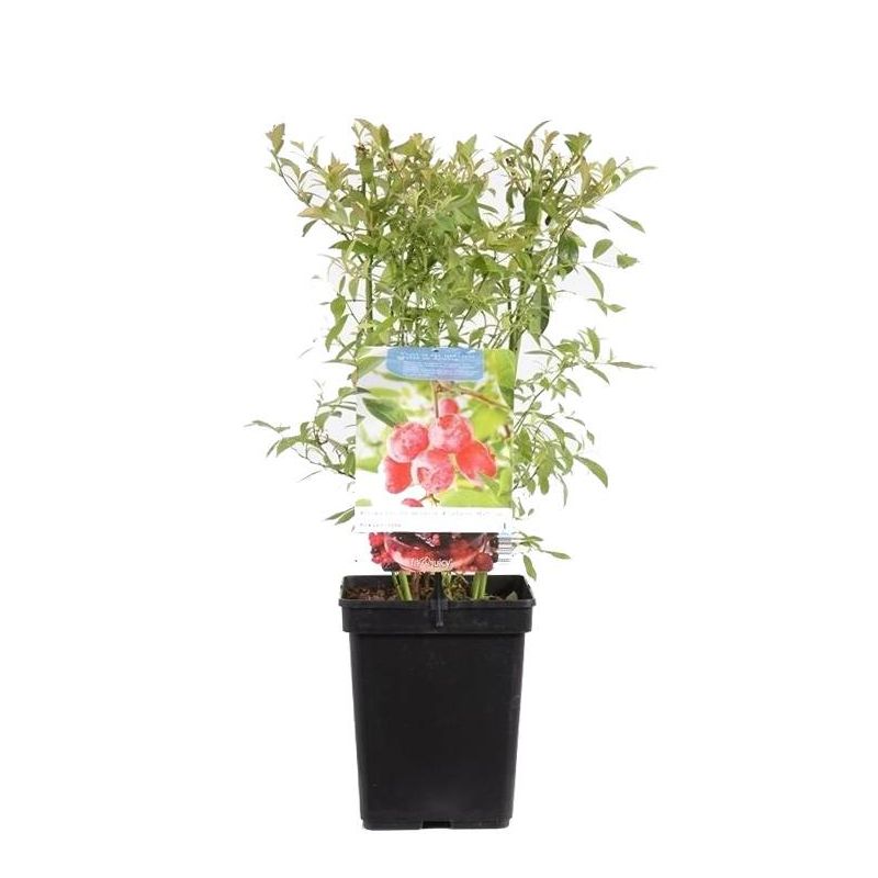 Vaccinium corymbosum 'Pink Lemonade'
