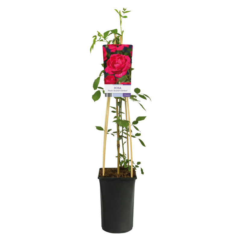 Rosa 'Paul's Scarlet Climber'