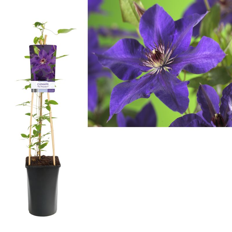 Clematis patens 'The President'