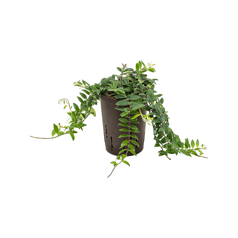 Aeschynanthus Lobbianus