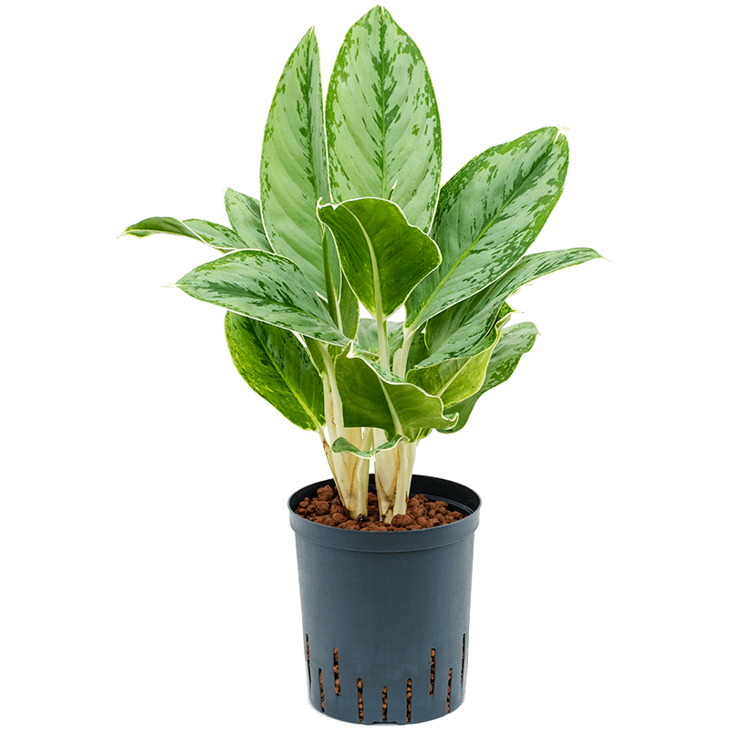 Aglaonema Cintho Queen