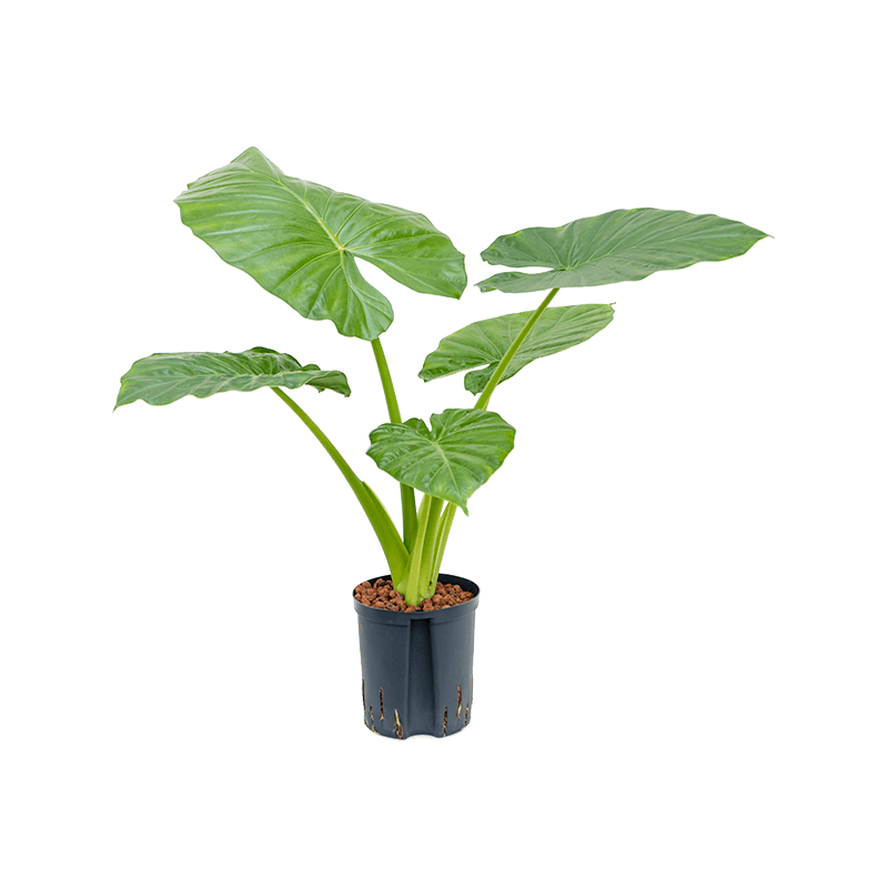 Alocasia Macrorrhiza