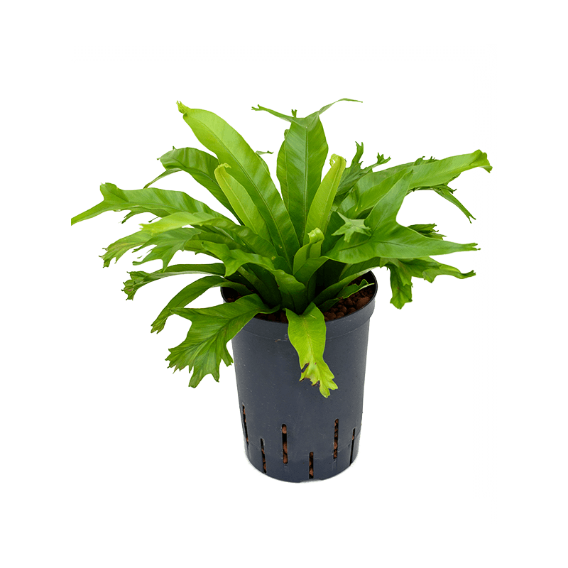 Asplenium Amy